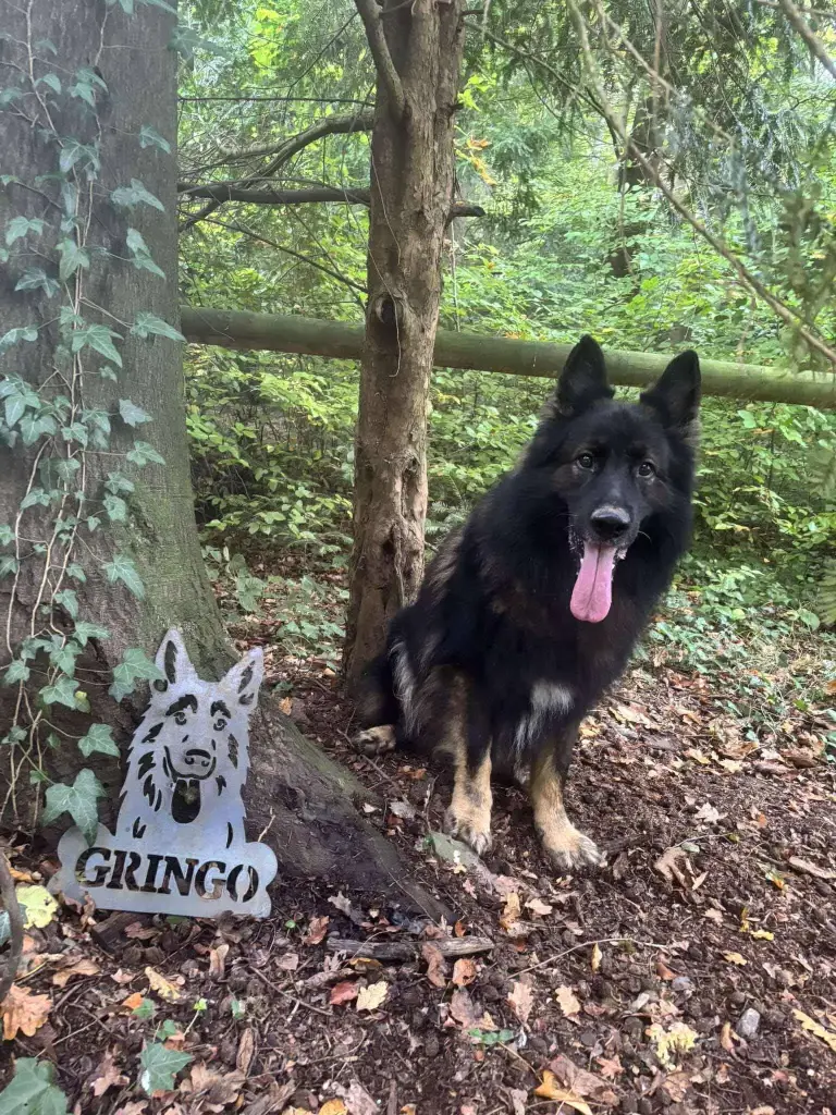 Plaque personnalisée chien (Sans)